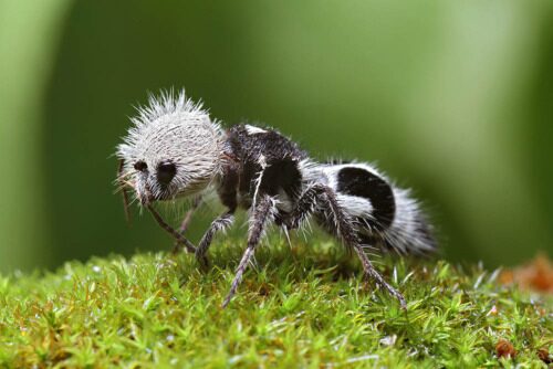 Insetti incredibili: i 4 insetti più strani di sempre 