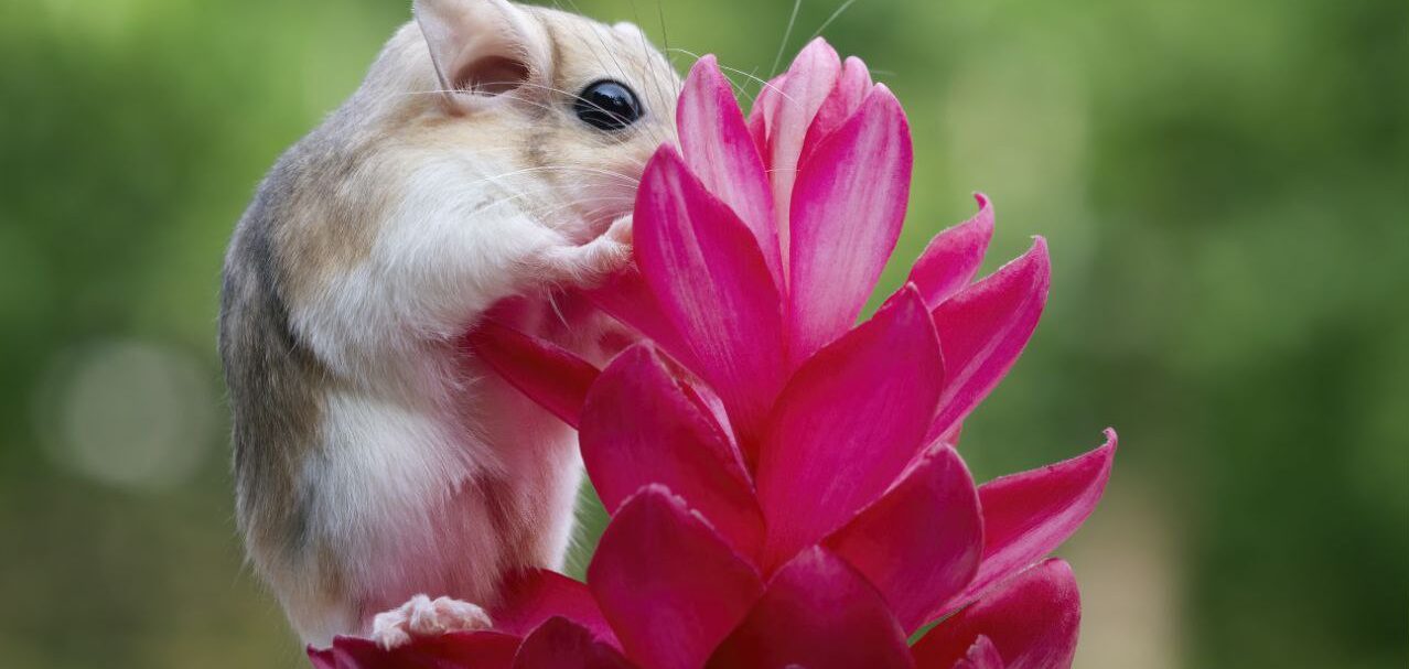 Animali più piccoli del mondo: 4 da conoscere