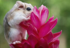 Animali più piccoli del mondo: 4 da conoscere