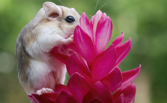 Animali più piccoli del mondo: 4 da conoscere