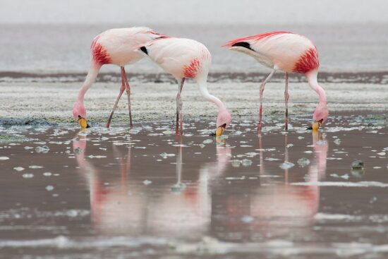 Las Coloradas: dove il mondo si tinge di rosa