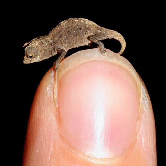 Animali più piccoli del mondo: 4 da conoscere 