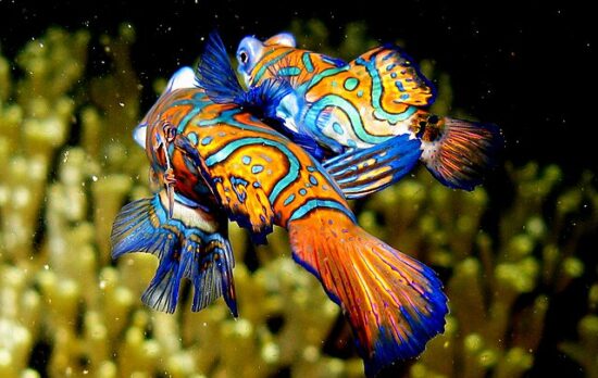I pesci più colorati del mondo: alla ricerca di specie straordinarie
