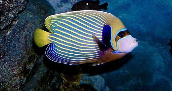 I pesci più colorati del mondo: alla scoperta di specie straordinarie