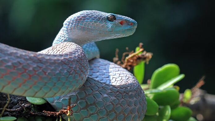 Serpenti pericolosi: i 4 più temuti