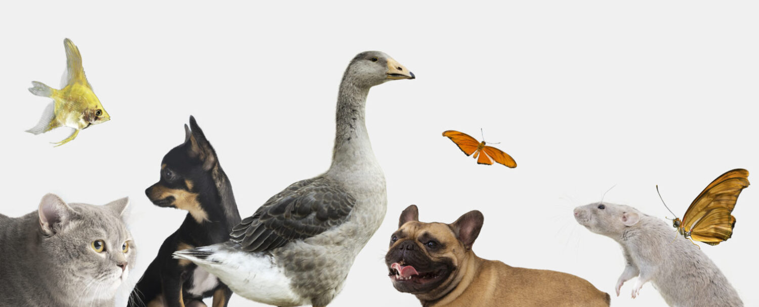 Rispettare gli animali: basta trattarli come oggetti
