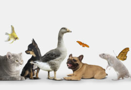 Rispettare gli animali: basta trattarli come oggetti