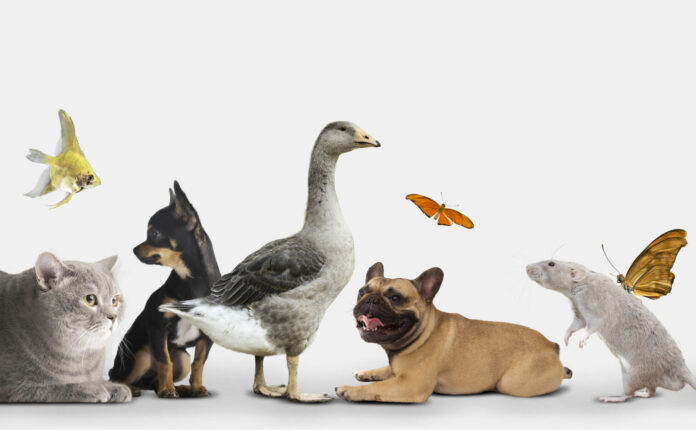 Rispettare gli animali: basta trattarli come oggetti