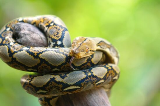 Serpenti pericolosi: i 4 più temuti