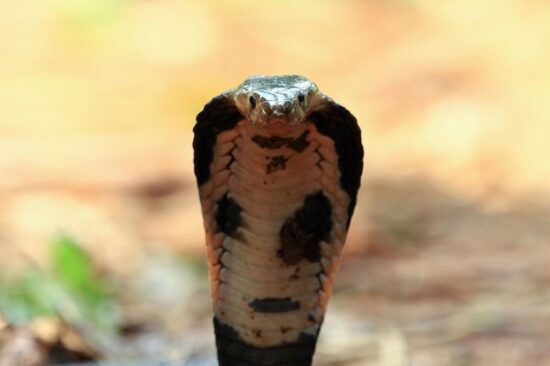 Serpenti pericolosi: i 4 più temuti 