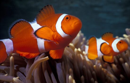 I pesci più colorati del mondo: alla scoperta di specie straordinarie
