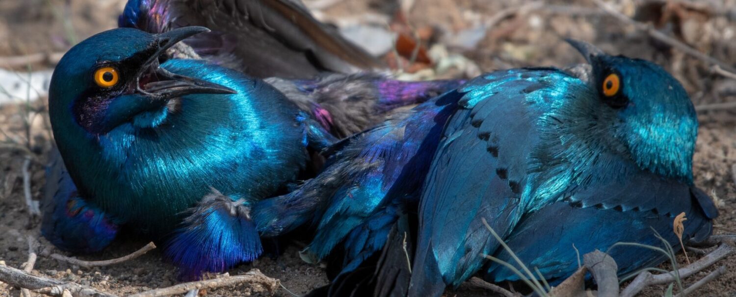 Uccelli stravaganti: 3 che devi conoscere