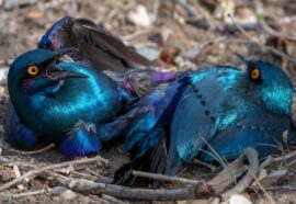 Uccelli stravaganti: 3 che devi conoscere