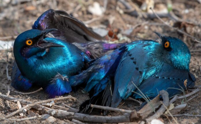 Uccelli stravaganti: 3 che devi conoscere