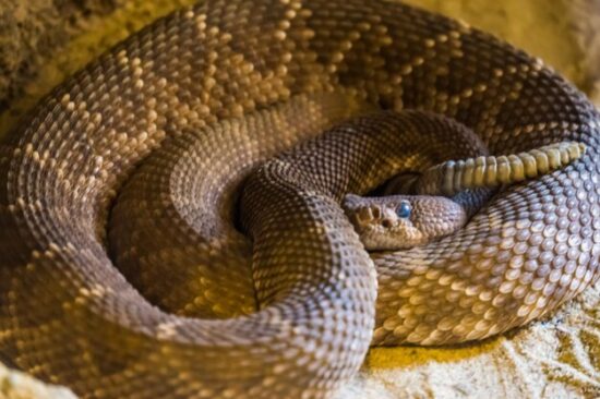 Serpenti pericolosi: i 4 più temuti 