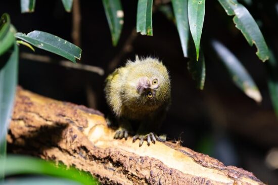 Animali più piccoli del mondo: 4 da conoscere 