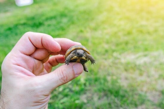 Animali più piccoli del mondo: 4 da conoscere 