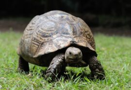 Animali longevi: 4 animali che vivono più a lungo dell'uomo