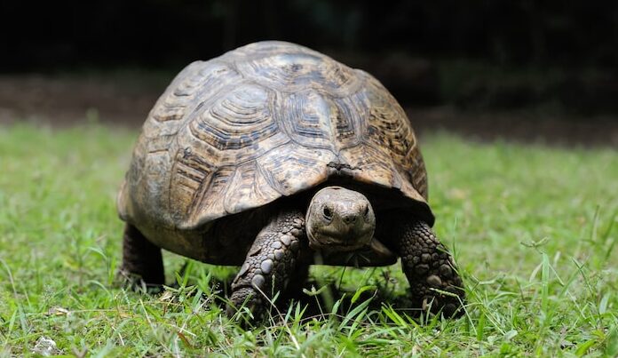 Animali longevi: 4 animali che vivono più a lungo dell'uomo