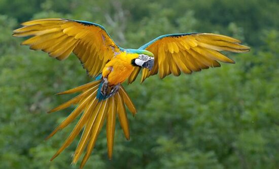 Gli animali della Foresta Amazzonica: i più strani e affascinanti