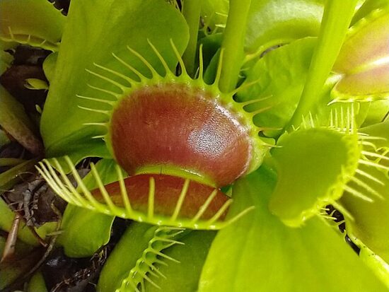 Piante carnivore: le 3 specie più insolite