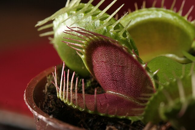 Piante carnivore: le 3 specie più insolite