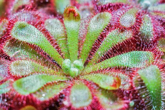 Piante carnivore: le 3 specie più insolite