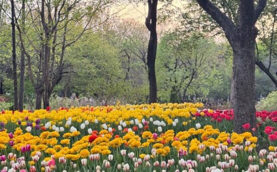 Luoghi instagrammabili a Seul: 6 da vedere
