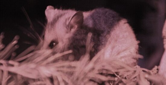 Animali non più estinti: 5 da conoscere