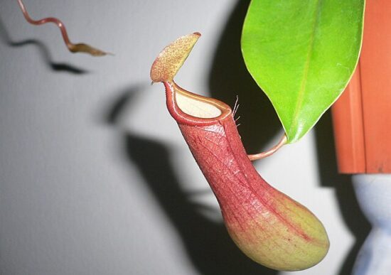 Piante carnivore: le 3 specie più insolite