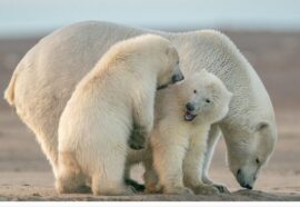 Genitori del regno animale: i più attenti e amorevoli
