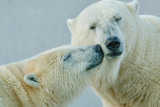 Genitori del regno animale: i più attenti e amorevoli
