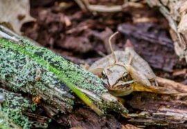 Mimetismo animale: quando camuffarsi diventa un’arte