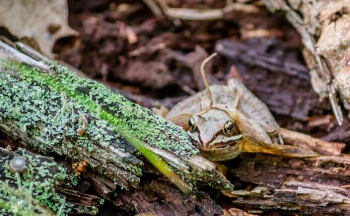 Mimetismo animale: quando camuffarsi diventa un’arte