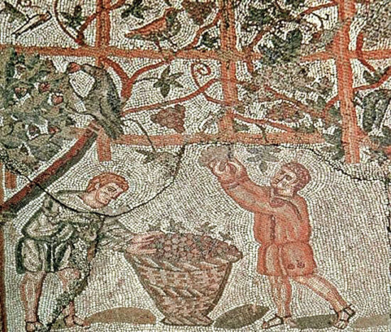 La vendemmia: un rituale antico tra storia, fatica e festa 