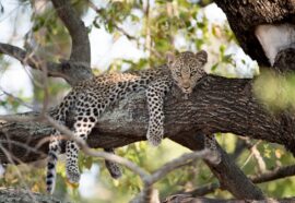Gli animali della Foresta Amazzonica: i più strani e affascinanti