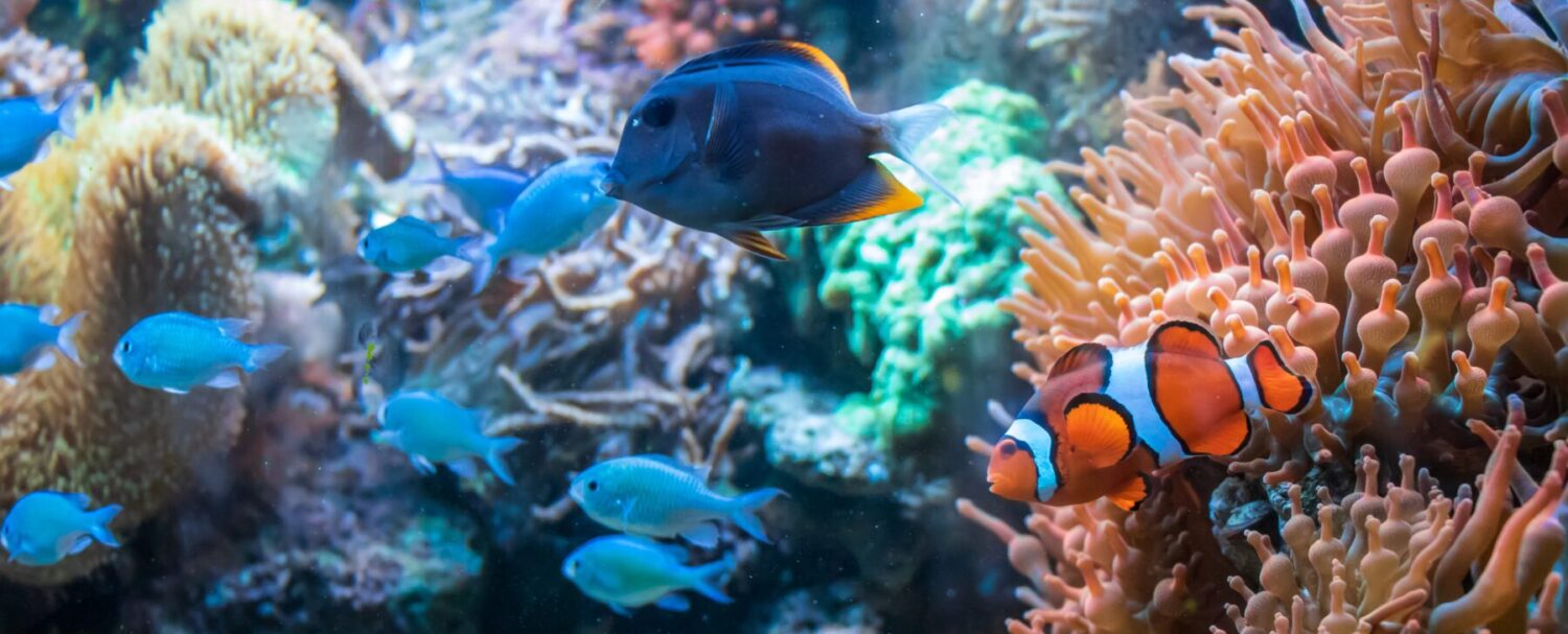 Gli acquari più belli del mondo: tre da visitare.