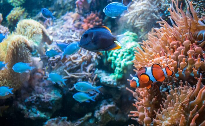 Gli acquari più belli del mondo: tre da visitare.
