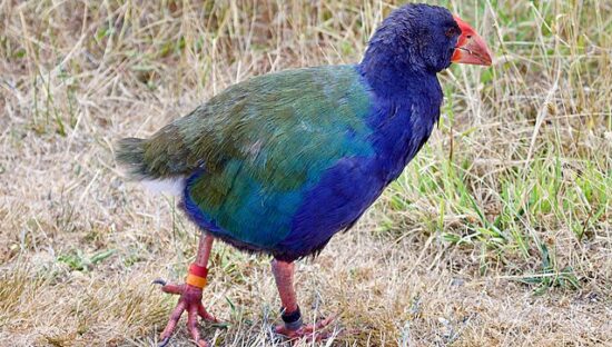 Animali non più estinti: 5 da conoscere