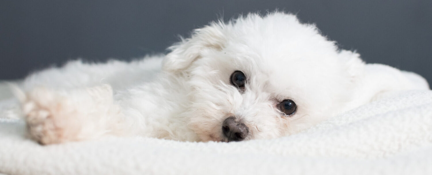 Cani per allergici: le tre razze migliori