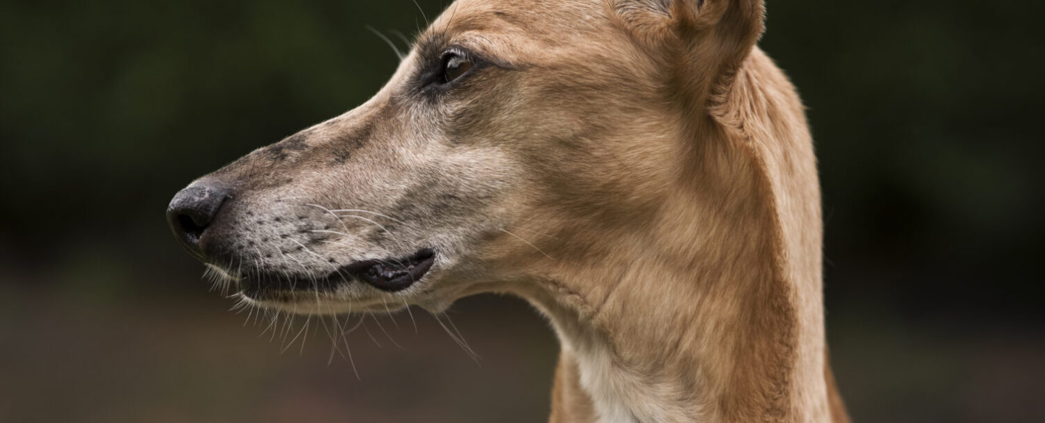 Cane whippet: 5 cose da sapere