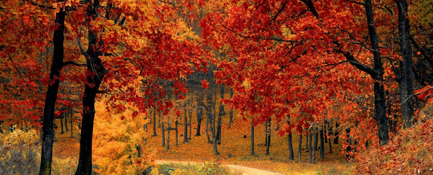 Autunno-Pexels-pixaby