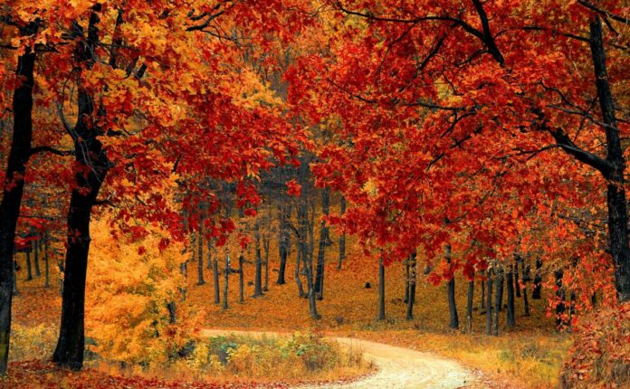 Autunno-Pexels-pixaby