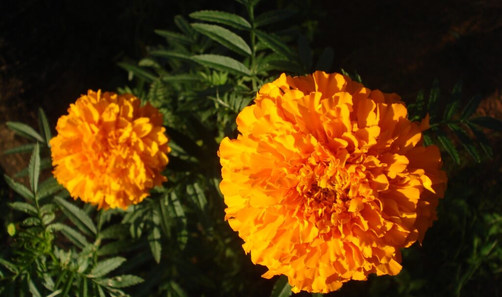 Cempasúchil: la storia del fiore del Día de los Muertos