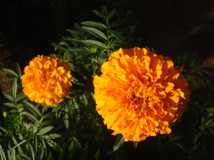 Cempasúchil: la storia del fiore del Día de los Muertos