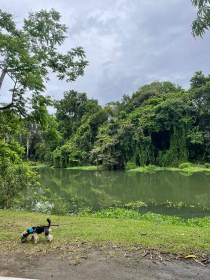 Escursioni nella foresta pluviale di Gamboa
