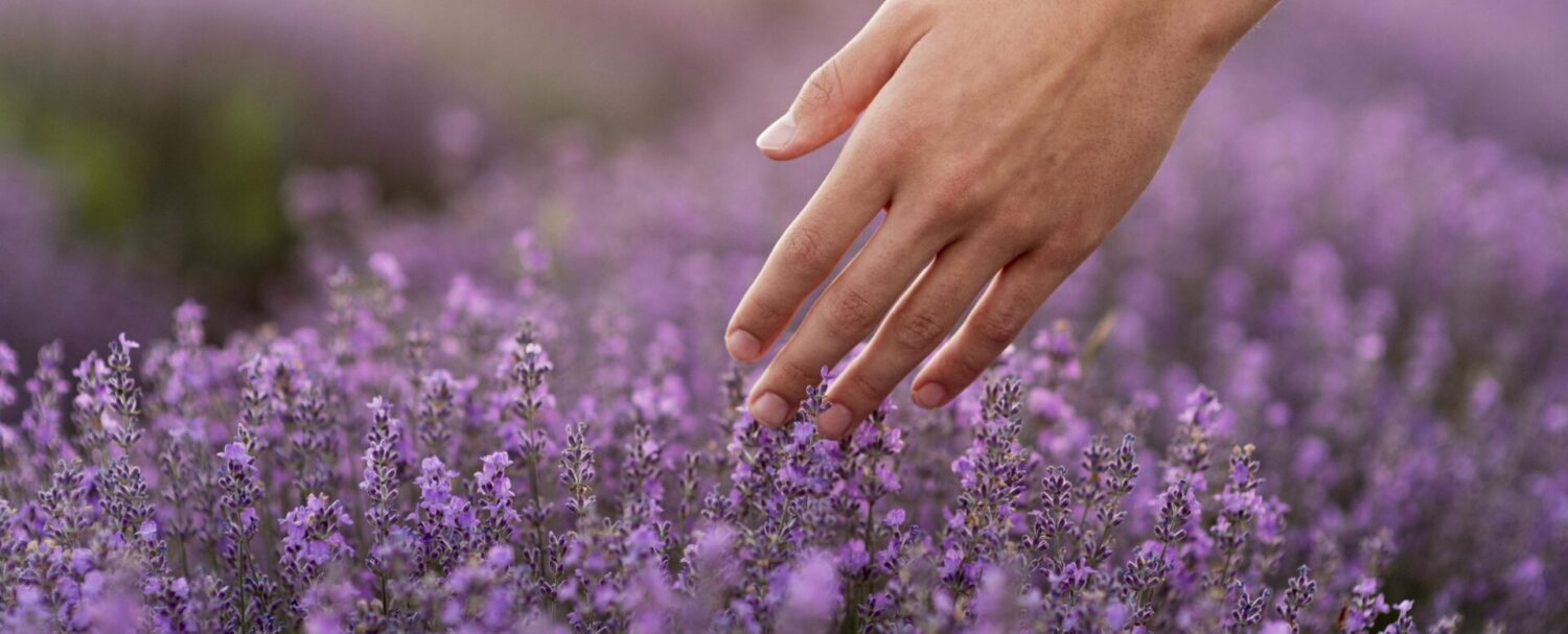 Fiori resistenti al caldo: 5 da sapere
