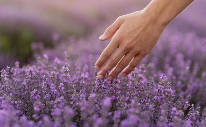 Fiori resistenti al caldo: 5 da sapere