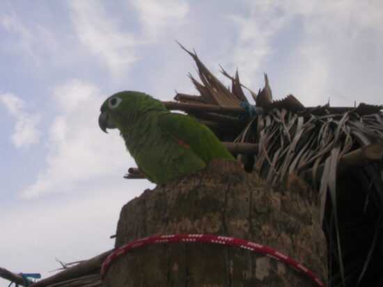 Fauna locale tipica di Panama