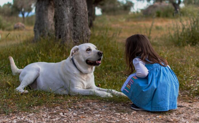 Cani per pet therapy: le 5 razze migliori